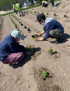 ナチュラル班　カレンデュラ苗植え